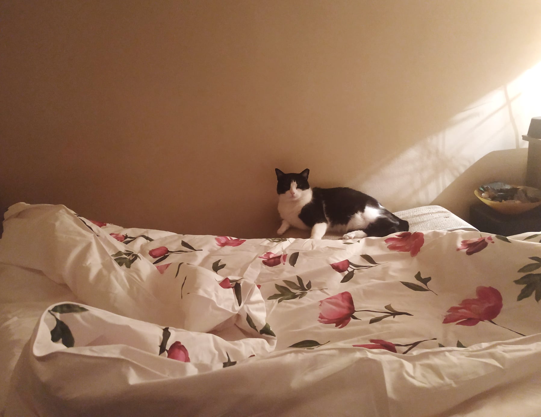 kocur i piwonie direction future inspiracje feng shui sypialni astrologia partnerskkocur i piwonie direction future inspiracje feng shui sypialni astrologia partnersk